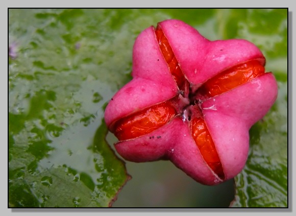 Euonymus europaeus / Fusaria comune, Berretto da prete